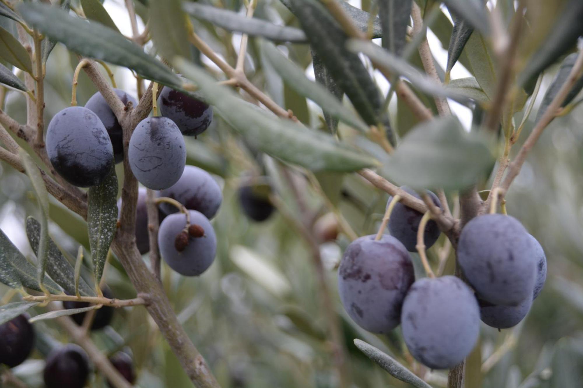 Cases Des Oliviers Δωμάτιο φωτογραφία
